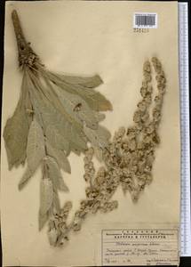 Verbascum songaricum Schrenk, Middle Asia, Pamir & Pamiro-Alai (M2) (Uzbekistan)