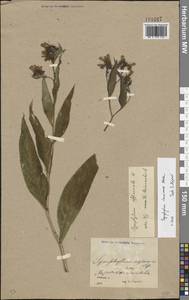 Symphytum tanaicense Steven, Eastern Europe, North Ukrainian region (E11) (Ukraine)