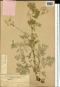 Kitagawia komarovii Pimenov, Siberia, Russian Far East (S6) (Russia)