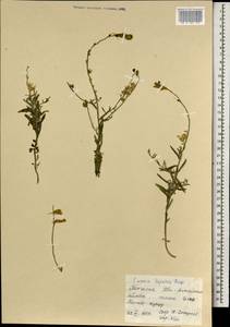 Linaria hepatica Bunge ex Ledeb., Mongolia (MONG) (Mongolia)