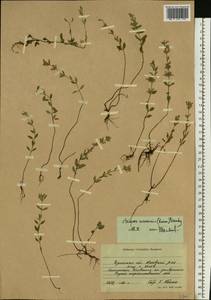 Clinopodium acinos (L.) Kuntze, Eastern Europe, South Ukrainian region (E12) (Ukraine)