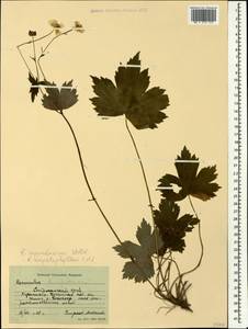 Ranunculus cappadocicus Willd., Caucasus, Stavropol Krai, Karachay-Cherkessia & Kabardino-Balkaria (K1b) (Russia)