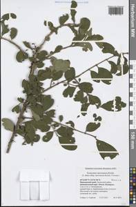 Euonymus alatus (Thunb.) Siebold, Siberia, Russian Far East (S6) (Russia)