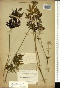 Chaerophyllum aureum L., Caucasus, Black Sea Shore (from Novorossiysk to Adler) (K3) (Russia)