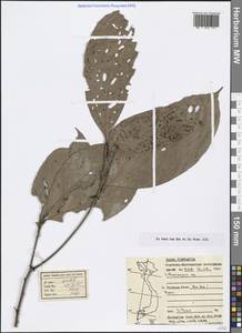 Lithocarpus, South Asia, South Asia (Asia outside ex-Soviet states and Mongolia) (ASIA) (Vietnam)