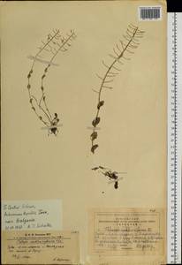 Noccaea thlaspidioides (Pall.) F.K.Mey., Siberia, Altai & Sayany Mountains (S2) (Russia)