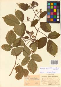 Rubus guentheri Weihe & Nees ex Bluff & Fingerh., Eastern Europe, West Ukrainian region (E13) (Ukraine)