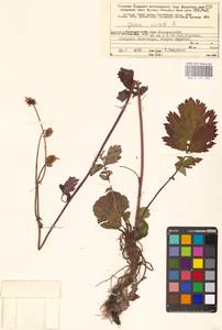 Geum rivale L., Eastern Europe, Northern region (E1) (Russia)