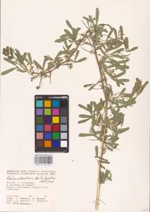 Caragana halodendron (Pall.) Dum.Cours., Eastern Europe, Lower Volga region (E9) (Russia)