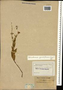 Helianthemum grandiflorum, Caucasus (no precise locality) (K0)