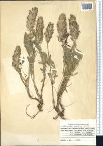 Astragalus excelsior Popov, Middle Asia, Pamir & Pamiro-Alai (M2) (Kyrgyzstan)