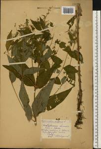 Lysimachia vulgaris L., Eastern Europe, Eastern region (E10) (Russia)
