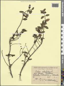 Cistus salviifolius L., Caucasus, Georgia (K4) (Georgia)