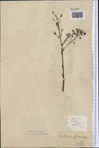 Verbascum phoeniceum L., Middle Asia, Northern & Central Kazakhstan (M10) (Kazakhstan)