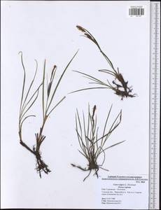 Carex nigra (L.) Reichard, Eastern Europe, Central region (E4) (Russia)