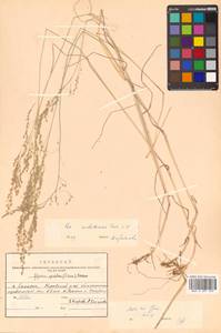 Poa angustifolia L., Siberia, Russian Far East (S6) (Russia)