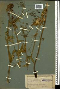 Eleutherospermum cicutarium (M. Bieb.) Boiss., Caucasus, Armenia (K5) (Armenia)
