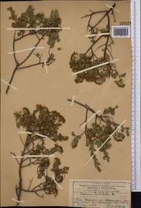 Spiraea trilobata L., Middle Asia, Western Tian Shan & Karatau (M3) (Kazakhstan)