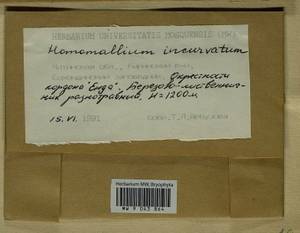 Homomallium incurvatum (Schrad. ex Brid.) Loeske, Bryophytes, Bryophytes - Baikal & Transbaikal regions (B18) (Russia)