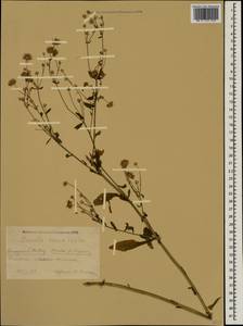 Erigeron annuus (L.) Pers., Caucasus, Black Sea Shore (from Novorossiysk to Adler) (K3) (Russia)