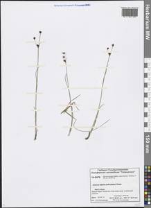 Juncus alpinoarticulatus Chaix, Siberia, Central Siberia (S3) (Russia)