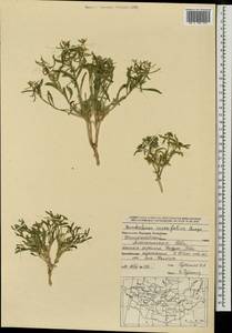 Dontostemon crassifolius (Bunge ex Turcz.) Maxim., Mongolia (MONG) (Mongolia)