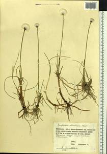 Eriophorum scheuchzeri Hoppe, Siberia, Western Siberia (S1) (Russia)