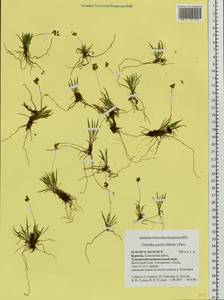 Tofieldia pusilla (Michx.) Pers., Siberia, Baikal & Transbaikal region (S4) (Russia)