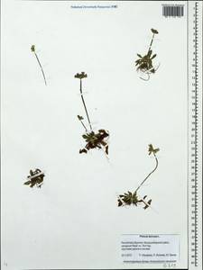 Primula farinosa L., Siberia, Baikal & Transbaikal region (S4) (Russia)