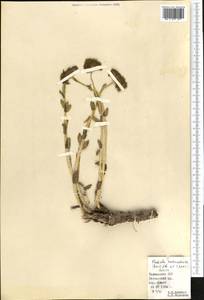 Rhodiola heterodonta (Hook. fil. & Thomson) Boriss., Middle Asia, Pamir & Pamiro-Alai (M2) (Tajikistan)