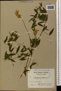 Lathyrus pratensis L., Caucasus, Armenia (K5) (Armenia)