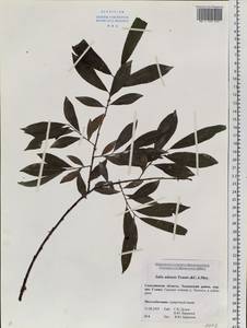 Salix udensis (Wimm.) Trautv. & C. A. Mey., Siberia, Russian Far East (S6) (Russia)