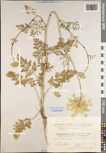 Daucus carota L., Eastern Europe, North Ukrainian region (E11) (Ukraine)