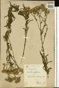 Achillea millefolium L., Eastern Europe, North Ukrainian region (E11) (Ukraine)
