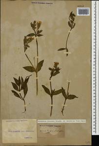 Silene latifolia subsp. latifolia, Caucasus, Georgia (K4) (Georgia)
