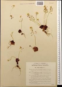 Draba hispida Willd., Caucasus, Turkish Caucasus (NE Turkey) (K7) (Turkey)