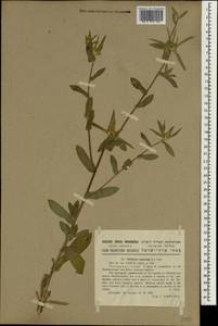 Pallenis spinosa (L.) Cass., South Asia, South Asia (Asia outside ex-Soviet states and Mongolia) (ASIA) (Israel)