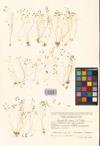 Draba verna L., Eastern Europe, Lower Volga region (E9) (Russia)