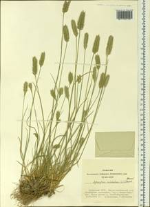 Agropyron cristatum (L.) Gaertn., Siberia, Altai & Sayany Mountains (S2) (Russia)