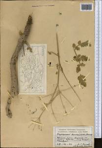 Sphaerosciadium denaense (Schischk.) M.G. Pimenov & E.V. Klyuikov, Middle Asia, Pamir & Pamiro-Alai (M2) (Tajikistan)
