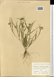 Dactyloctenium aegyptium (L.) Willd., Eastern Europe, Belarus (E3a) (Belarus)