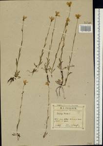 Saxifraga hirculus L., Eastern Europe, Central region (E4) (Russia)