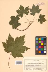 Ribes sachalinense (F. Schmidt) Nakai, Siberia, Russian Far East (S6) (Russia)