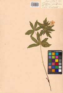 Anemonastrum dichotomum (L.) Mosyakin, Siberia, Russian Far East (S6) (Russia)