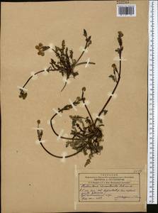 Pedicularis rhinanthoides, Middle Asia, Western Tian Shan & Karatau (M3)