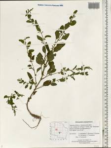 Lipandra polysperma (L.) S. Fuentes, Uotila & Borsch, Eastern Europe, North-Western region (E2) (Russia)