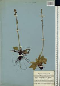 Micranthes hieraciifolia (Waldst. & Kit.) Haw., Siberia, Western Siberia (S1) (Russia)