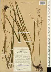 Anthericum ramosum L., Caucasus, Stavropol Krai, Karachay-Cherkessia & Kabardino-Balkaria (K1b) (Russia)