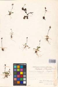 Primula borealis Duby, Siberia, Chukotka & Kamchatka (S7) (Russia)