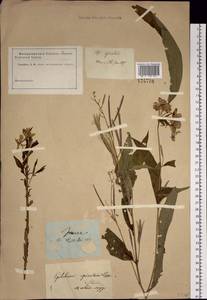 Chamaenerion angustifolium (L.) Scop., Siberia, Baikal & Transbaikal region (S4) (Russia)
